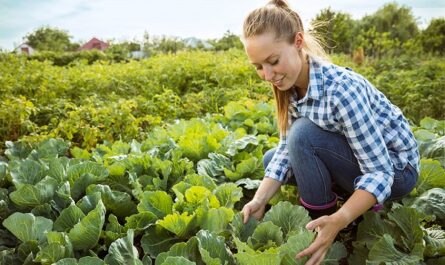 Farm Worker Jobs In USA With Visa Sponsorship
